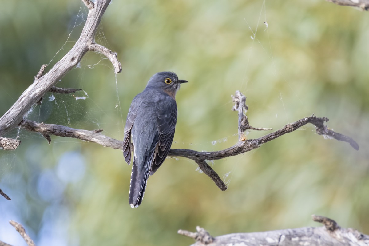 Fan-tailed Cuckoo - ML451832401