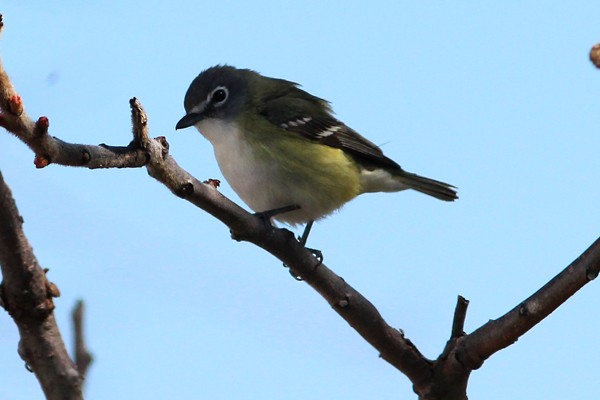 Blue-headed Vireo - ML45183261