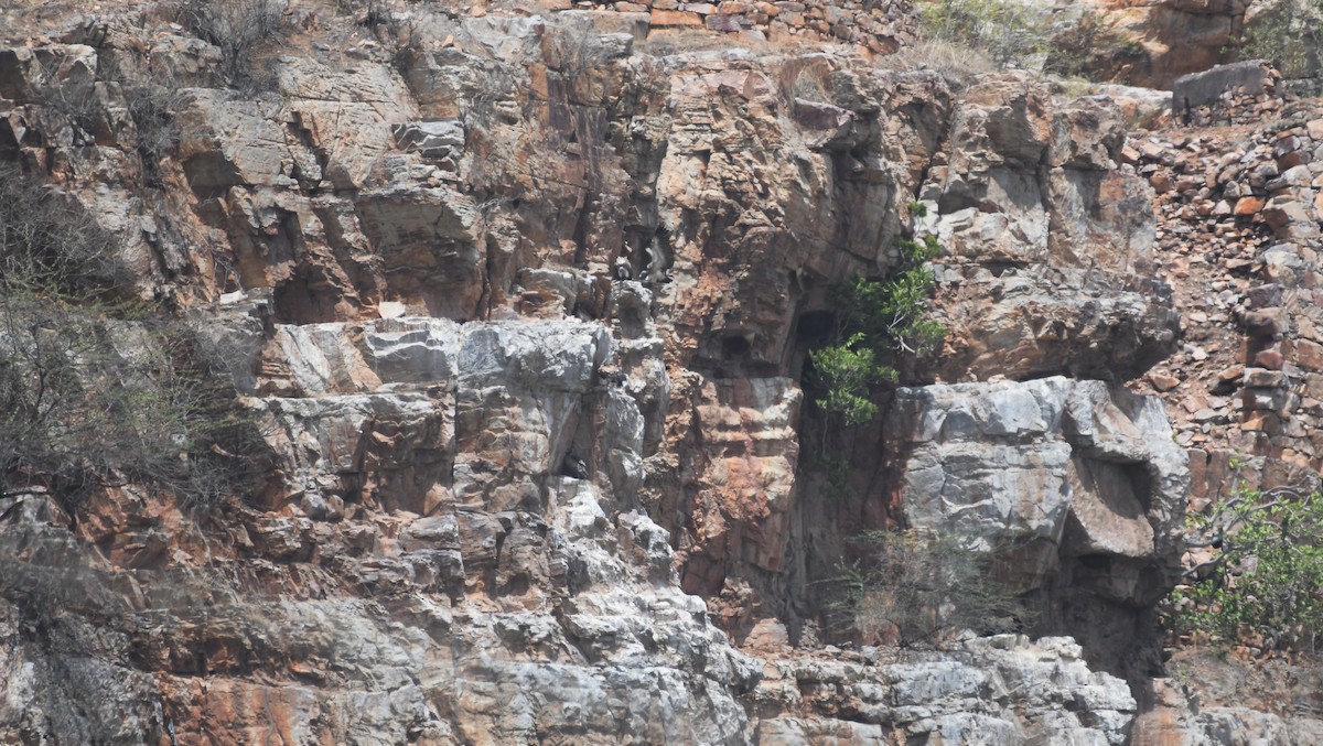 Indian Vulture - ML451833271