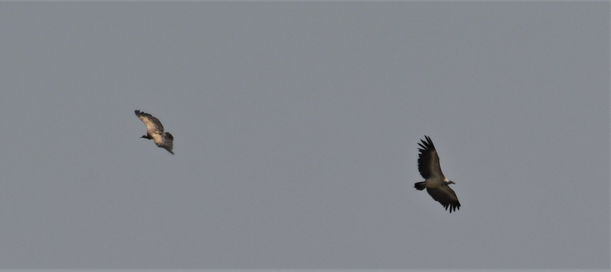 Indian Vulture - ML451833321