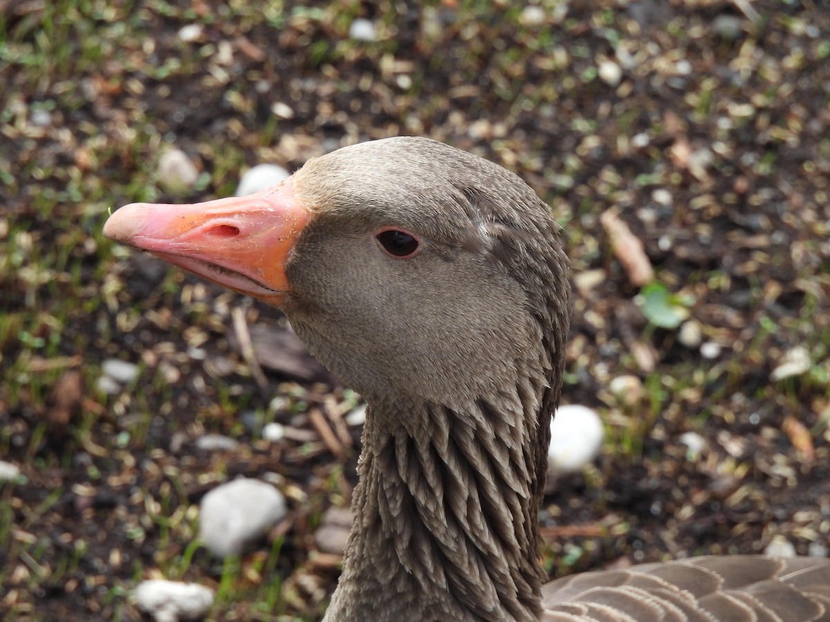 Graylag Goose - ML451833701