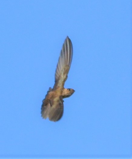 Drab Swiftlet - ML451834141