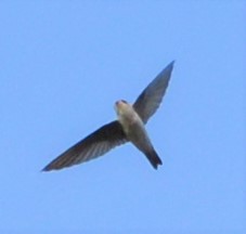 Drab Swiftlet - ML451834211