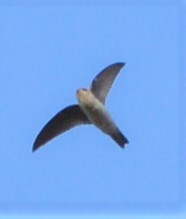 Drab Swiftlet - ML451834221