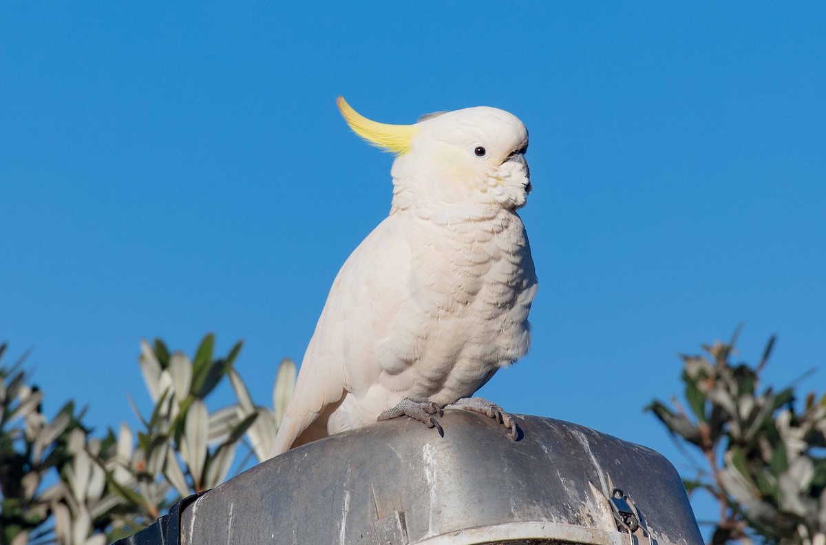 Sulphur-crested Cockatoo - ML451837031