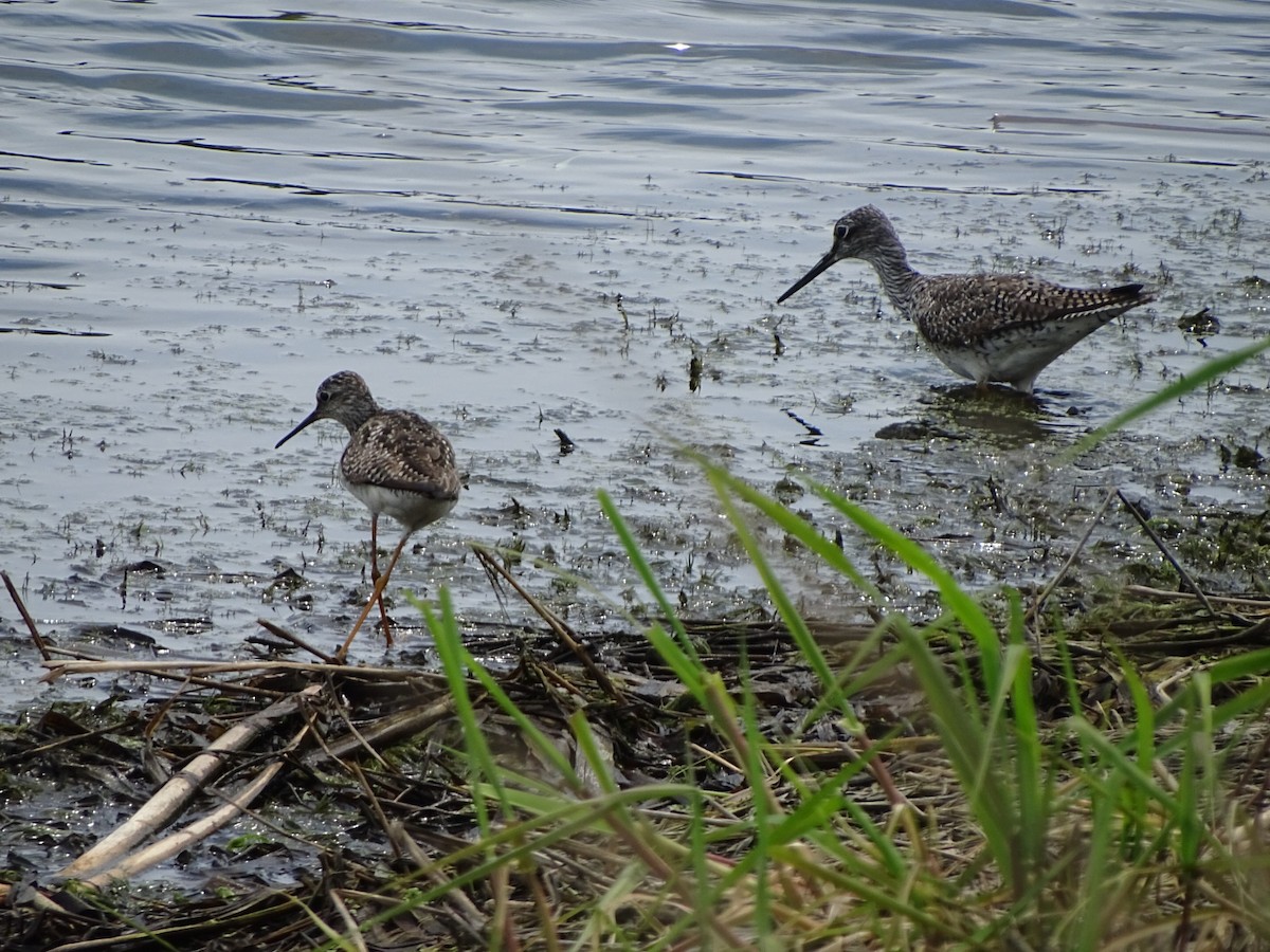 Greater Yellowlegs - Denise Desmarais