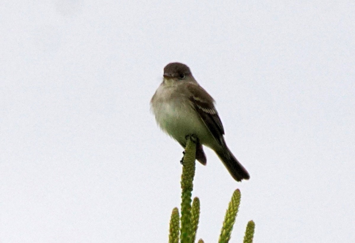 Willow Flycatcher - ML451840661