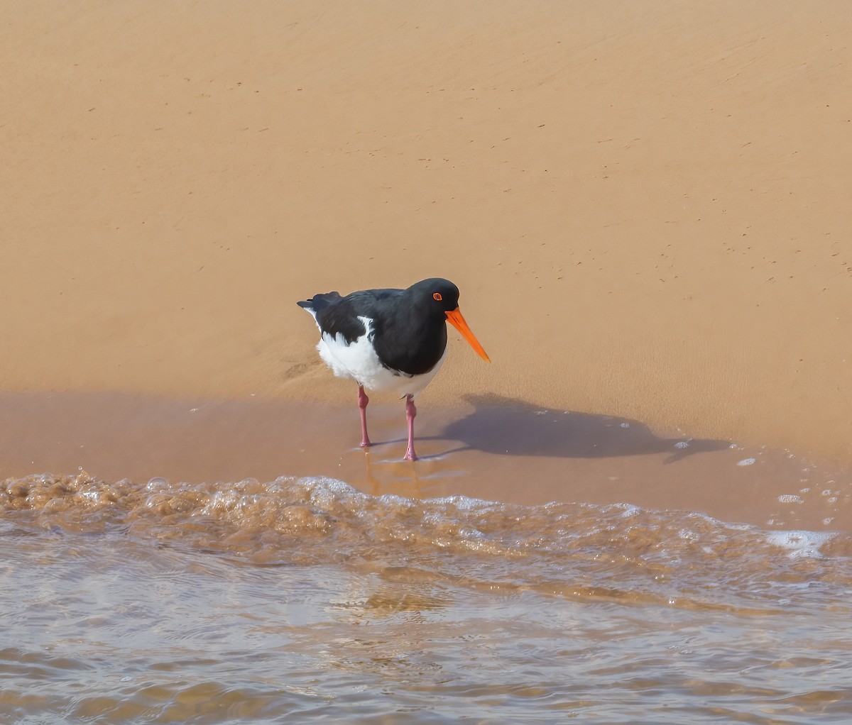 Pied Oystercatcher - ML451840711