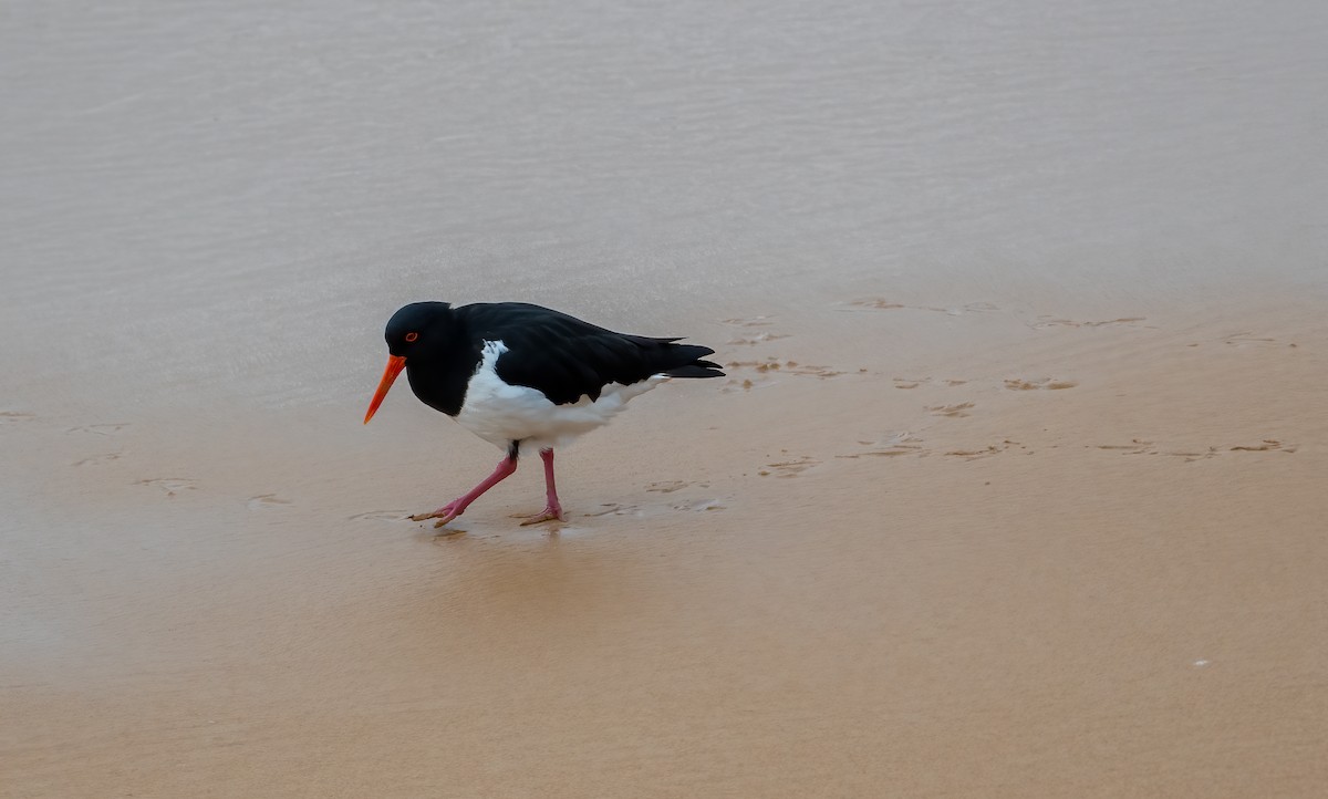 Pied Oystercatcher - ML451840721