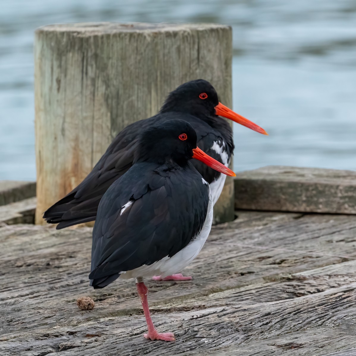 Pied Oystercatcher - ML451840761