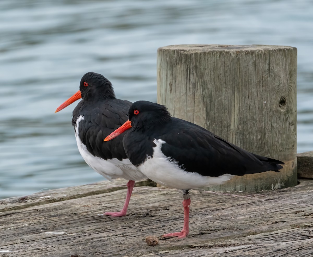 Pied Oystercatcher - ML451840771