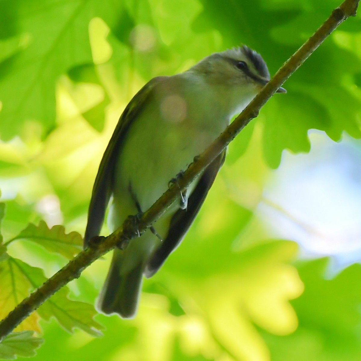 rødøyevireo - ML451841321