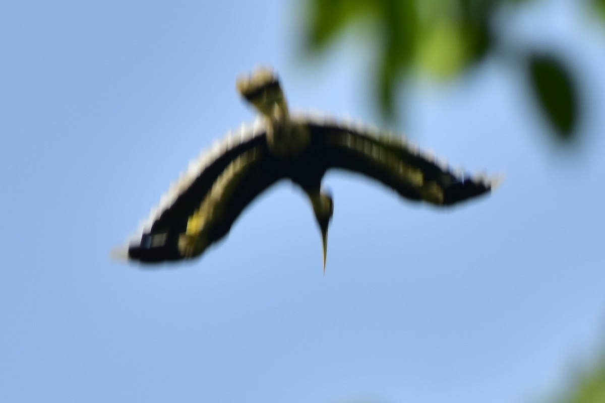 Great Hornbill - ML451841521