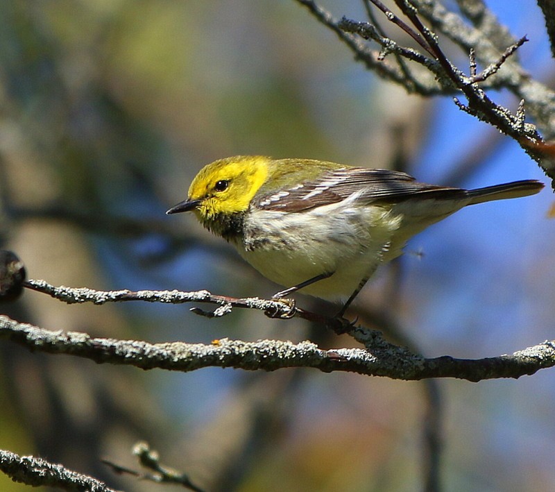 Black-throated Green Warbler - thom skelding