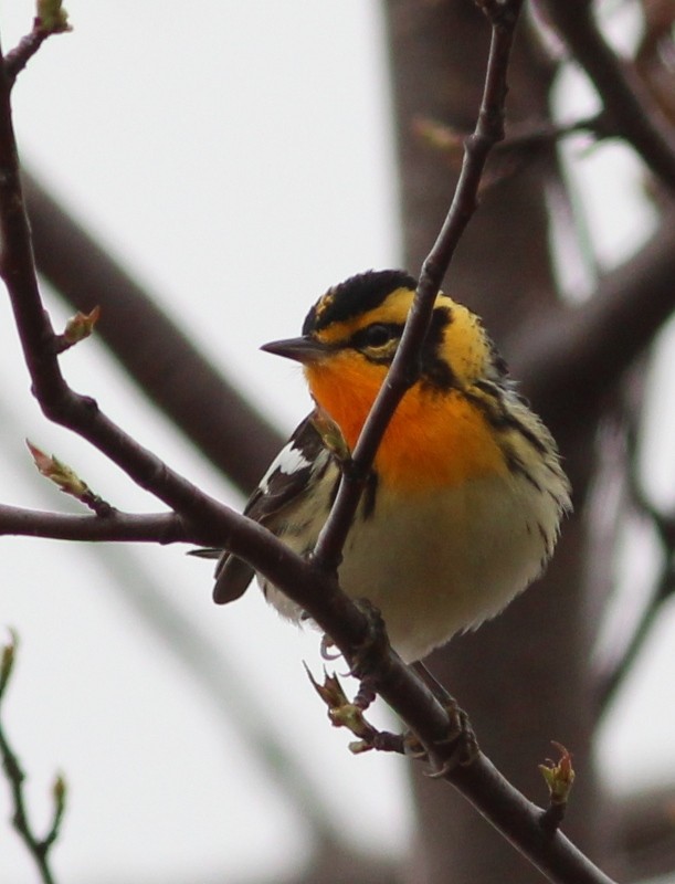 Blackburnian Warbler - ML45184241