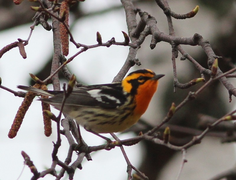 Blackburnian Warbler - ML45184251