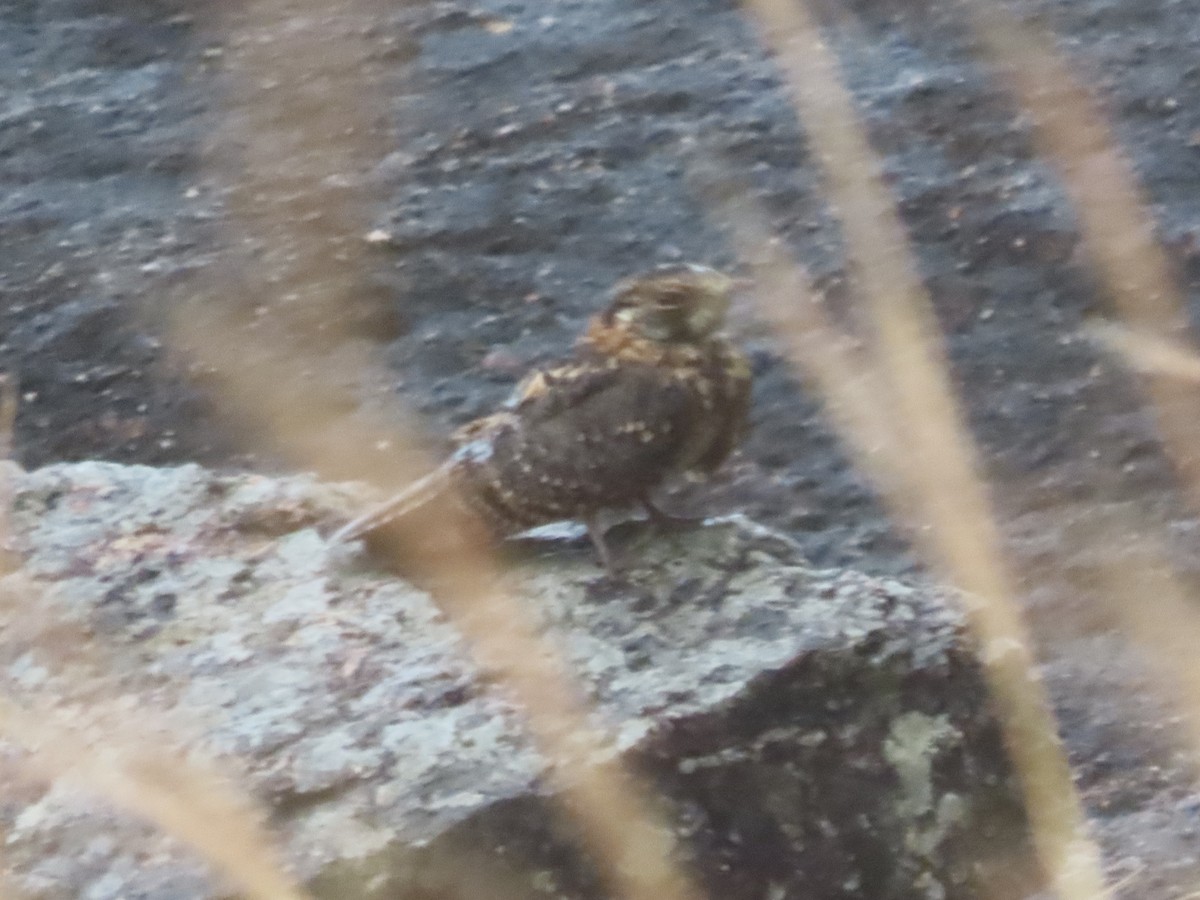 Fiery-necked Nightjar (Black-shouldered) - ML451843771