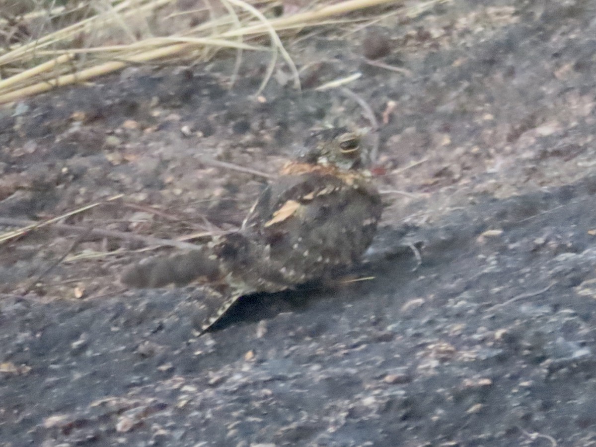 Fiery-necked Nightjar (Black-shouldered) - ML451843821