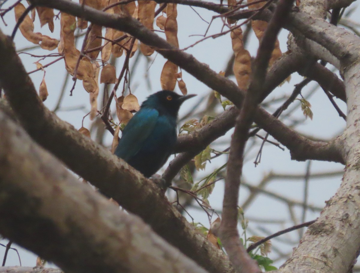 Lesser Blue-eared Starling (Lesser) - ML451843921