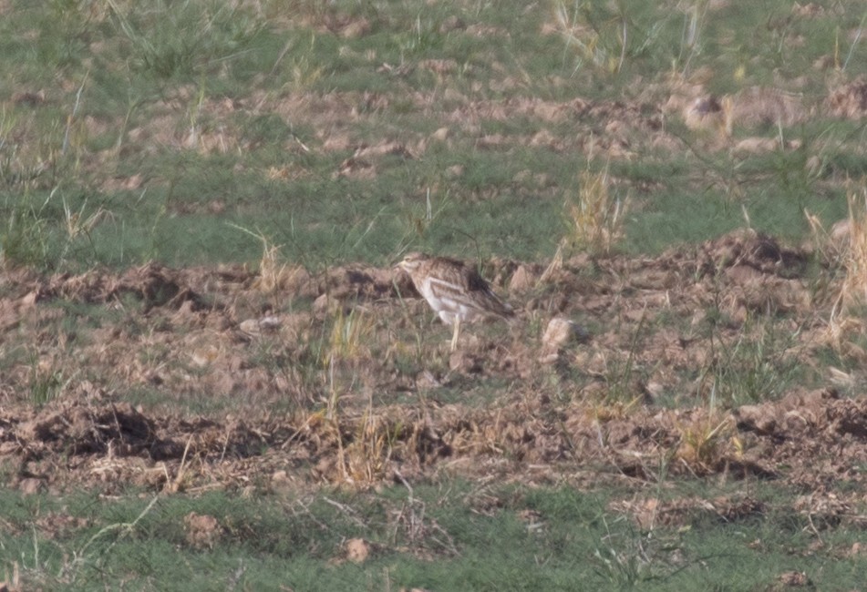 Eurasian Thick-knee - ML451844221