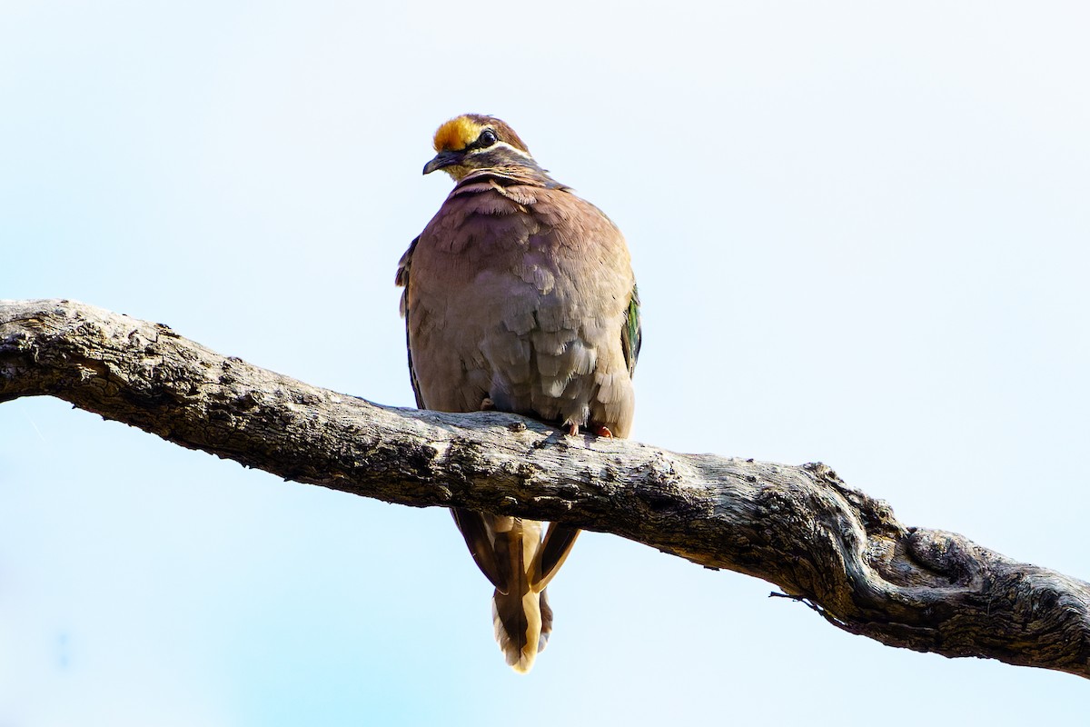 Common Bronzewing - ML451844471