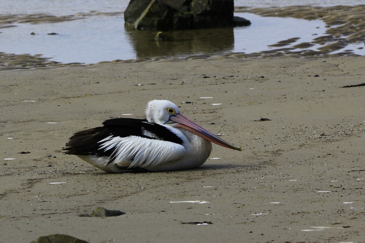 pelikán australský - ML451845271