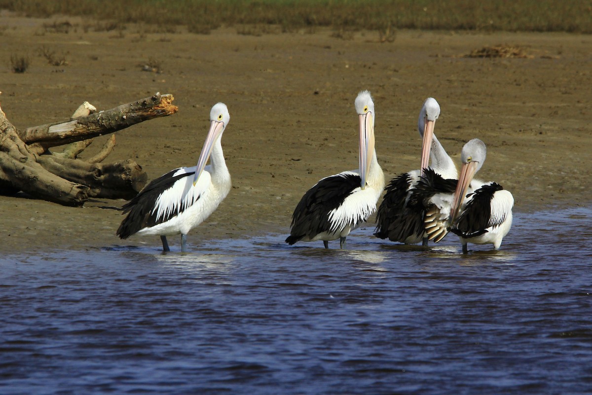 pelikán australský - ML451845291