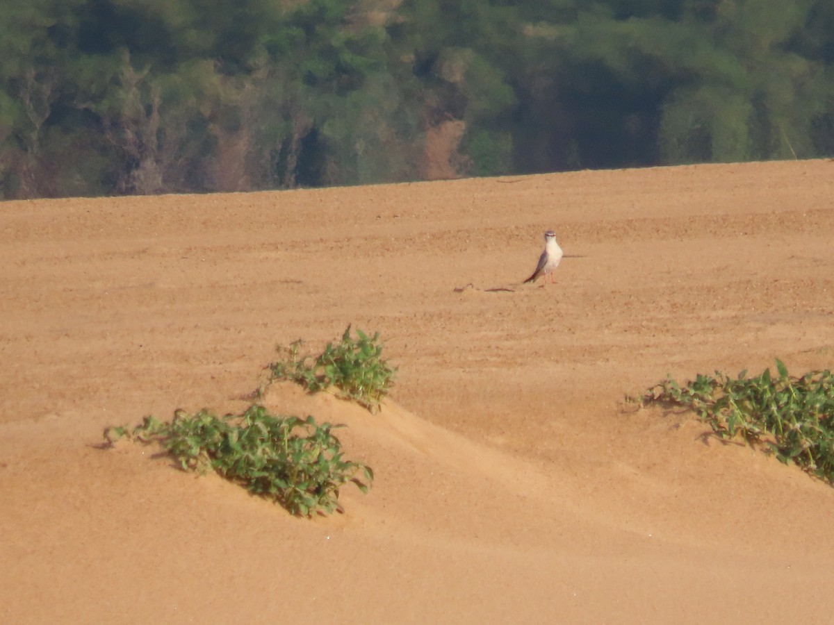 Gray Pratincole - ML451845511