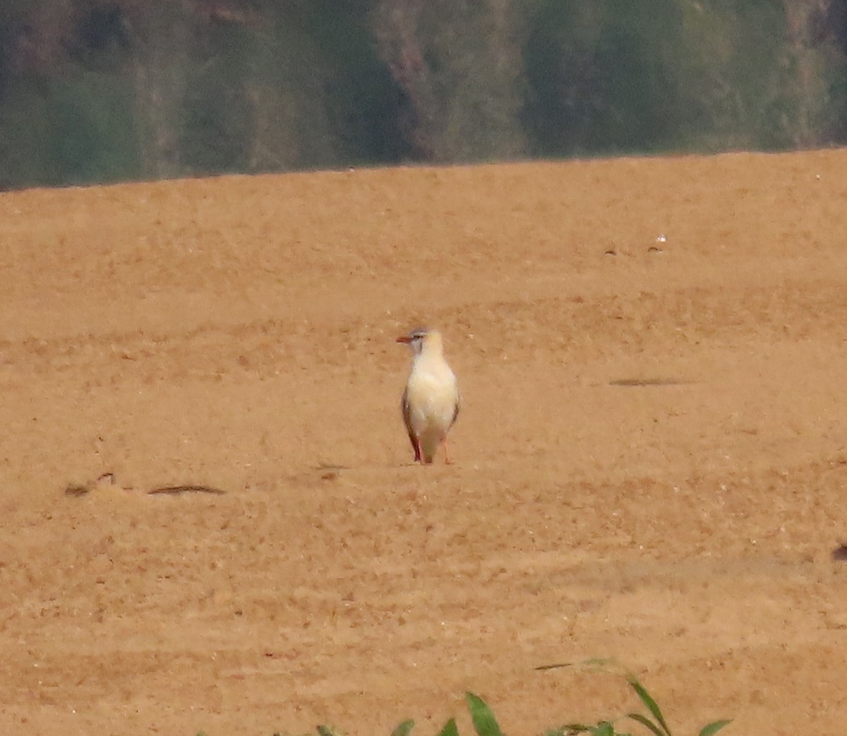 Gray Pratincole - Gabriel Jamie