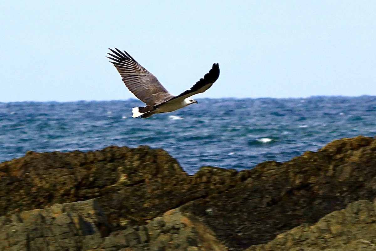 White-bellied Sea-Eagle - ML451845581