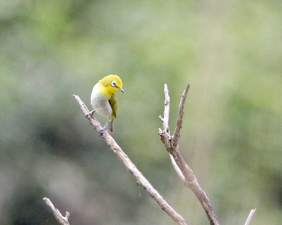 Lowland White-eye - ML451845661