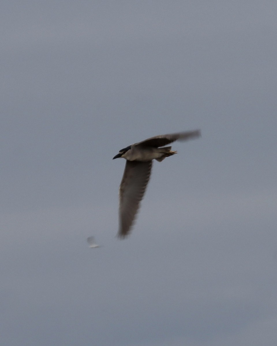 Black-crowned Night Heron - ML451846761