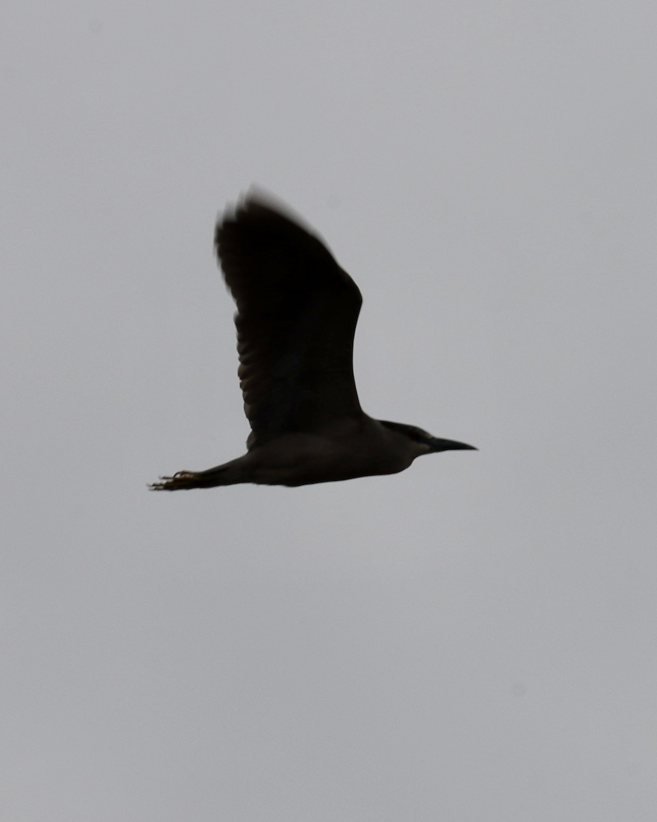 Black-crowned Night Heron - ML451846771