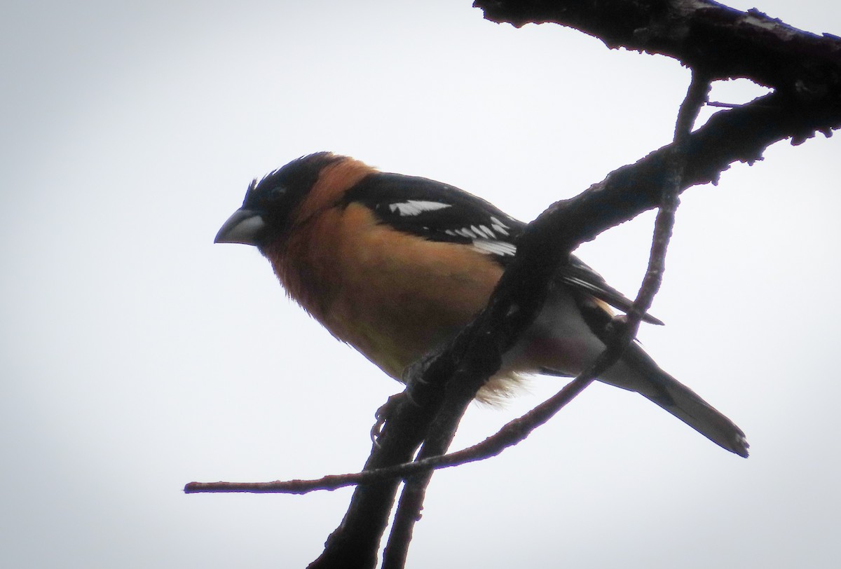 Black-headed Grosbeak - ML451846851