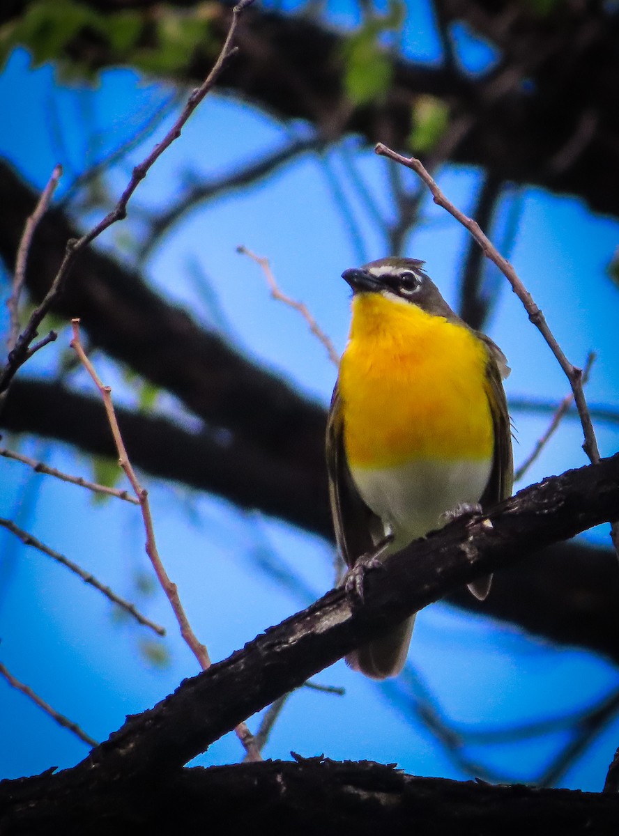 Yellow-breasted Chat - ML451847051