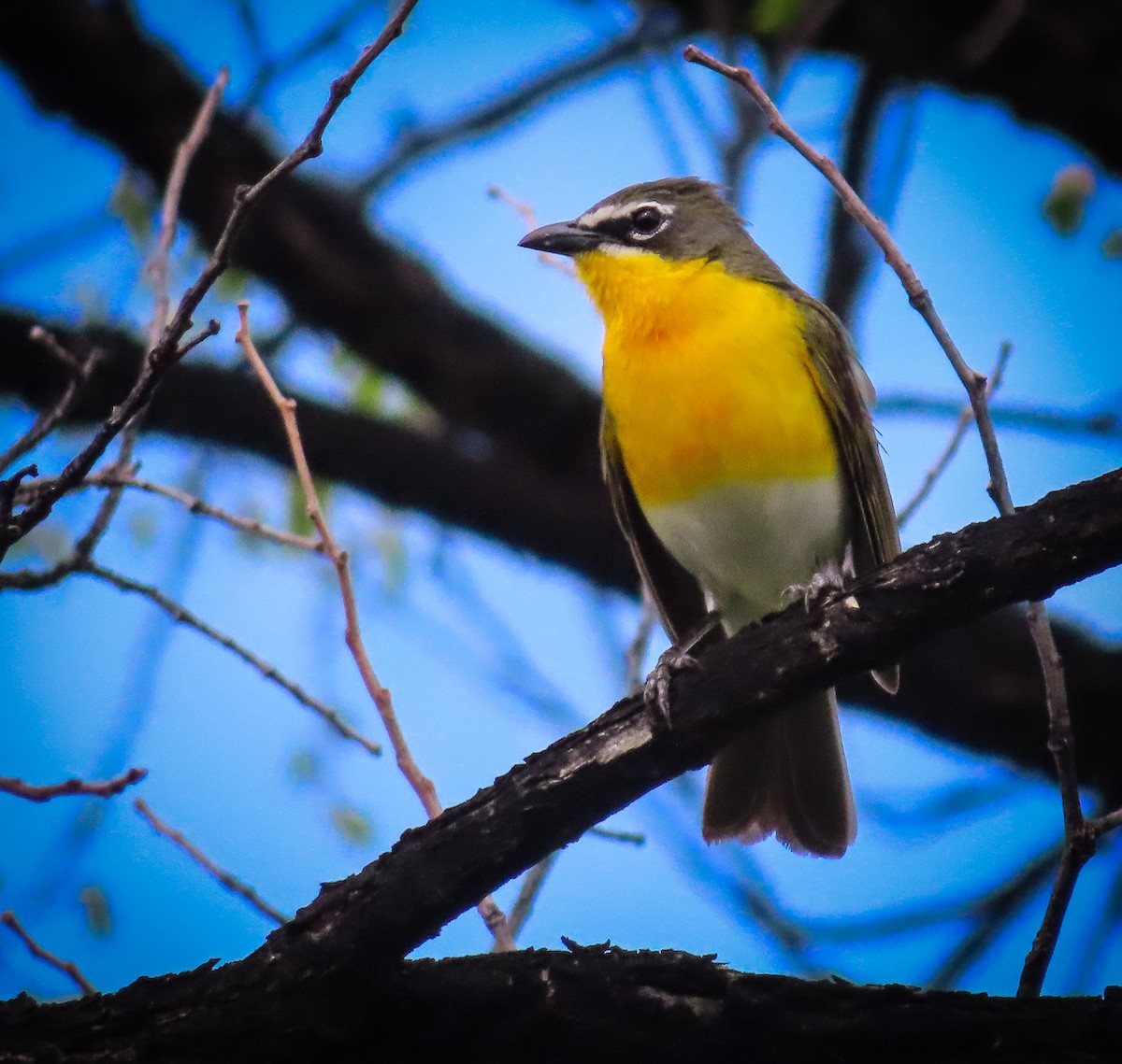 Yellow-breasted Chat - ML451847101