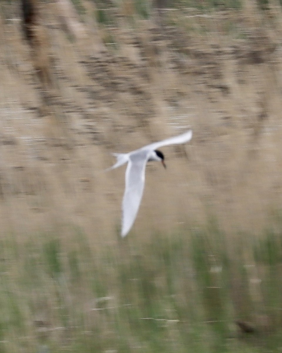 Forster's Tern - ML451849261