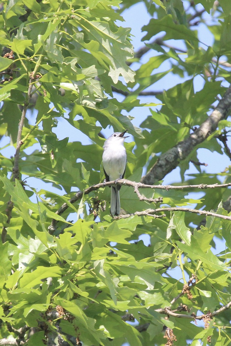 Blue-gray Gnatcatcher - Oliver Lindhiem