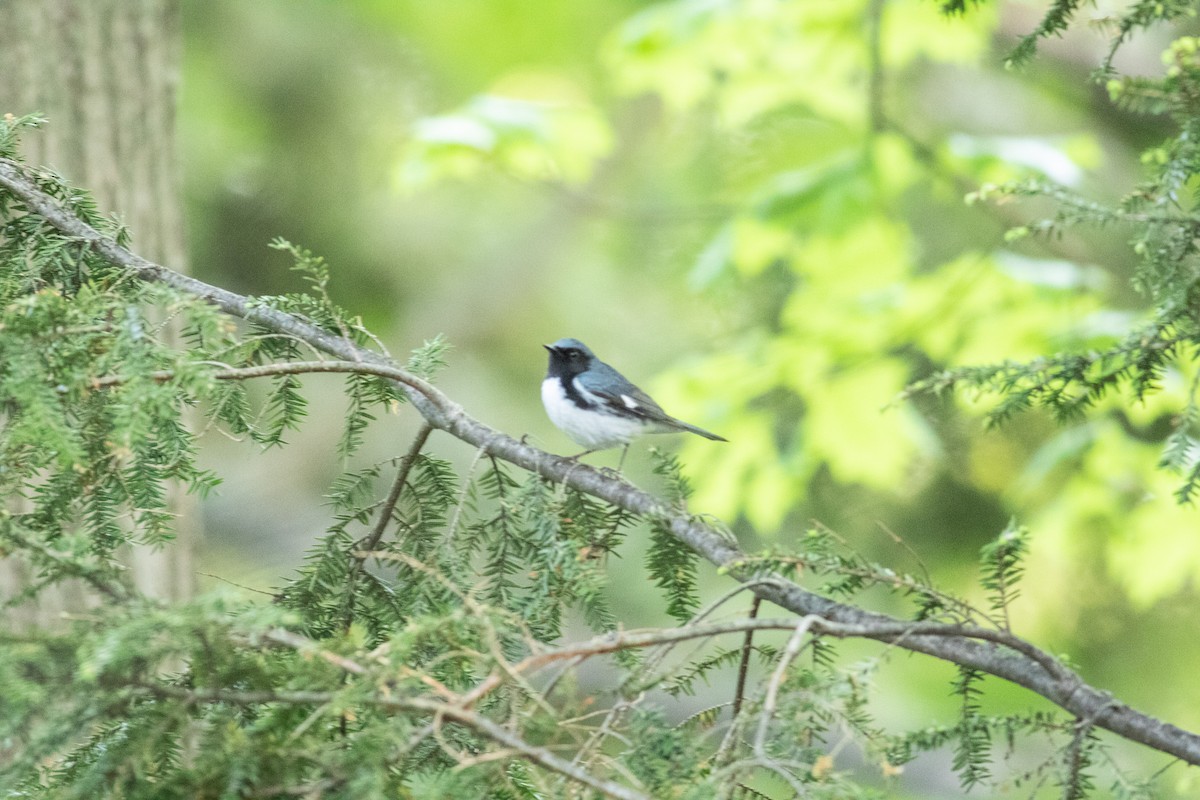 Black-throated Blue Warbler - ML451852841