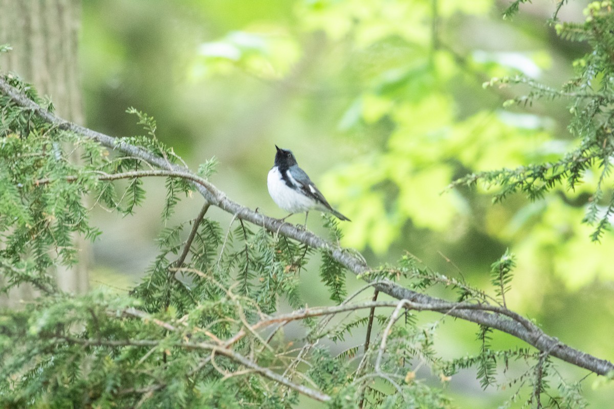 Black-throated Blue Warbler - ML451852931