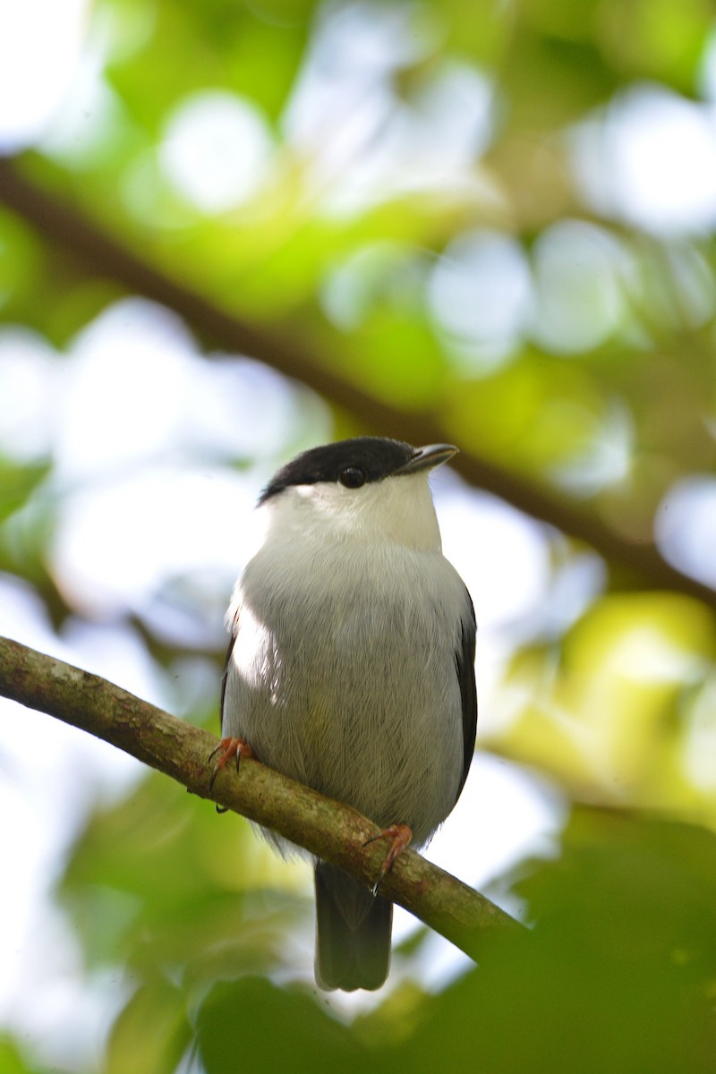 White-bearded Manakin - ML451853161