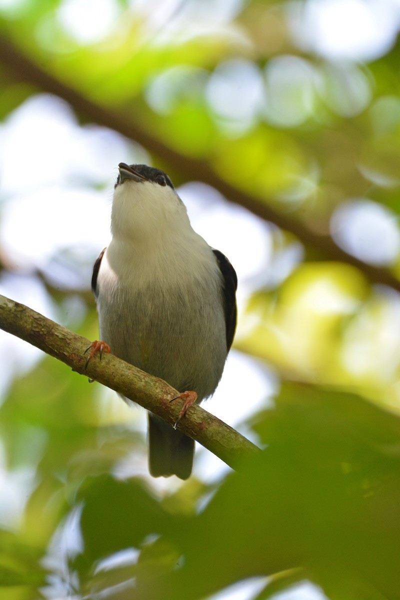 White-bearded Manakin - ML451853181