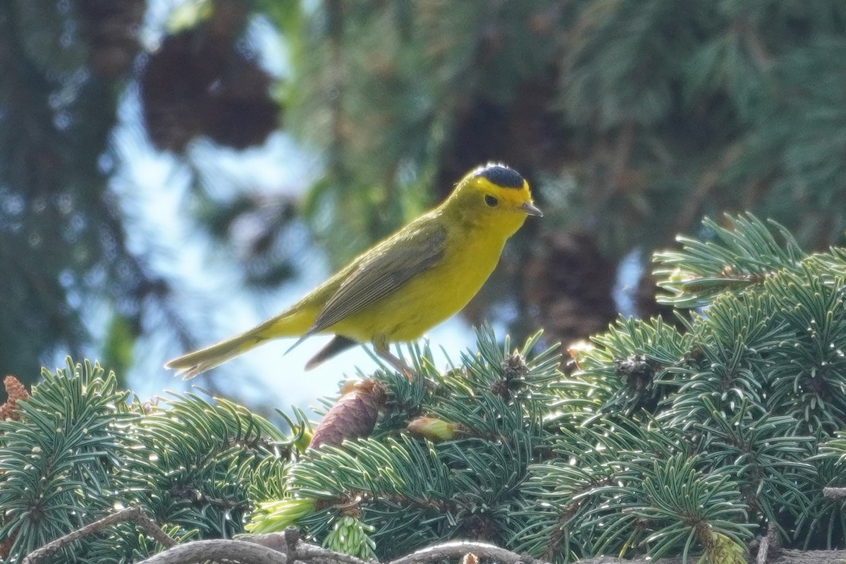 Wilson's Warbler - ML451854261
