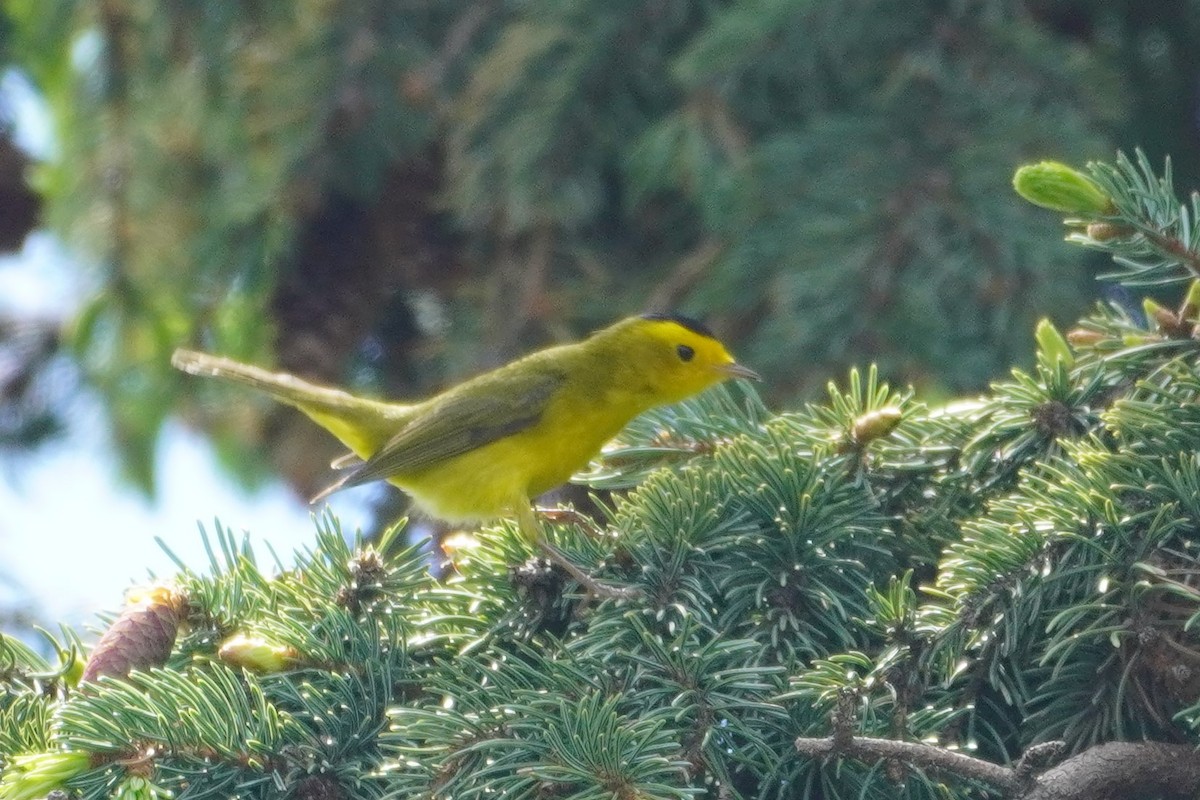 Wilson's Warbler - ML451854411