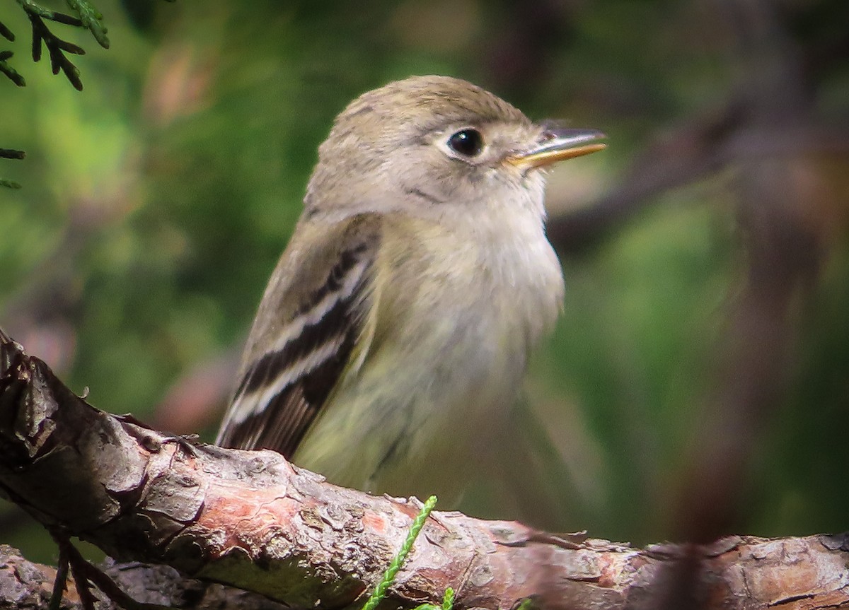 Dusky Flycatcher - Randall Williams