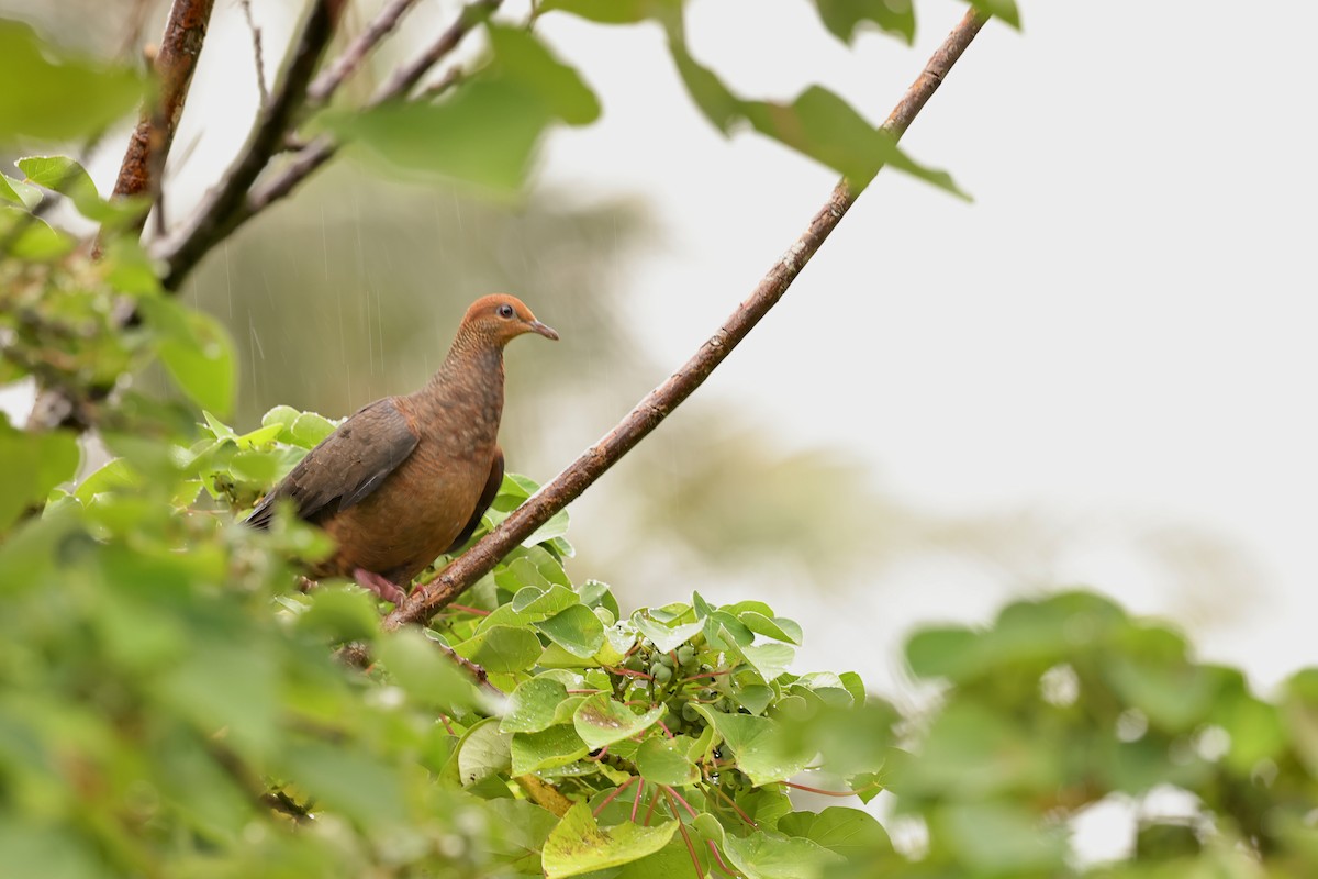 Philippine Cuckoo-Dove - ML451855531