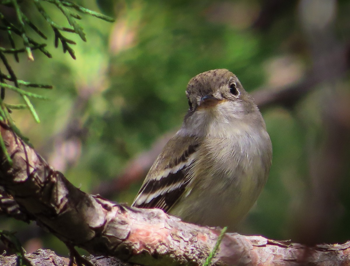 Dusky Flycatcher - Randall Williams