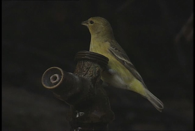 American Goldfinch - ML451856