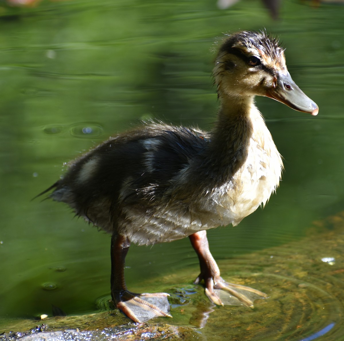 Canard colvert - ML451856271