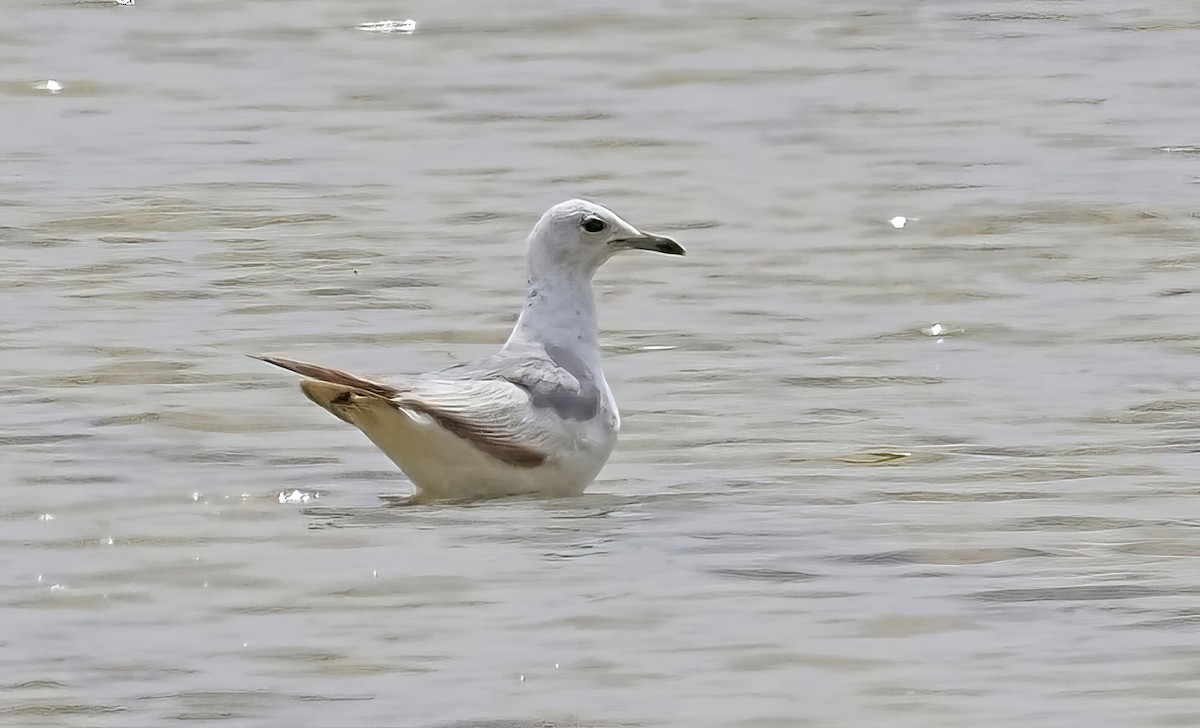 Common Gull - ML451856591